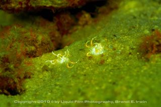 Sea anemones