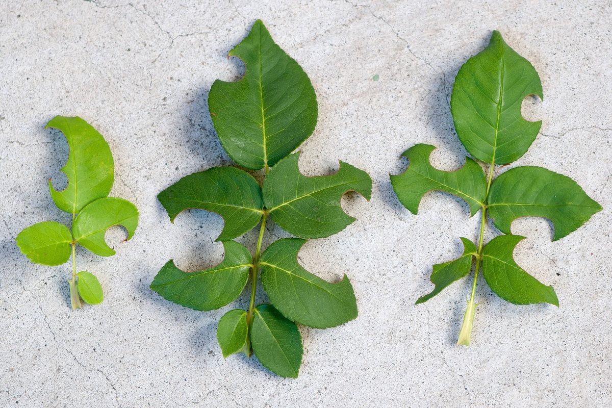 The Leaf Cutter Bee Benefits And Damages Of Leaf Cutter Bees In The