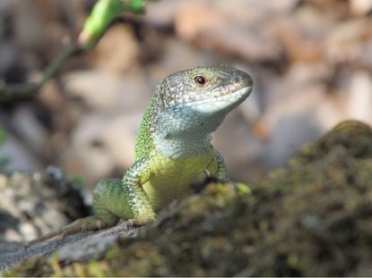 green lizard