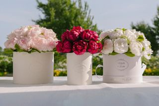 Three round box arrangements of blush, pink and white peonies