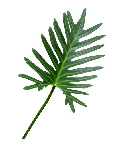 Xanadu Philodendron Plant Leaf