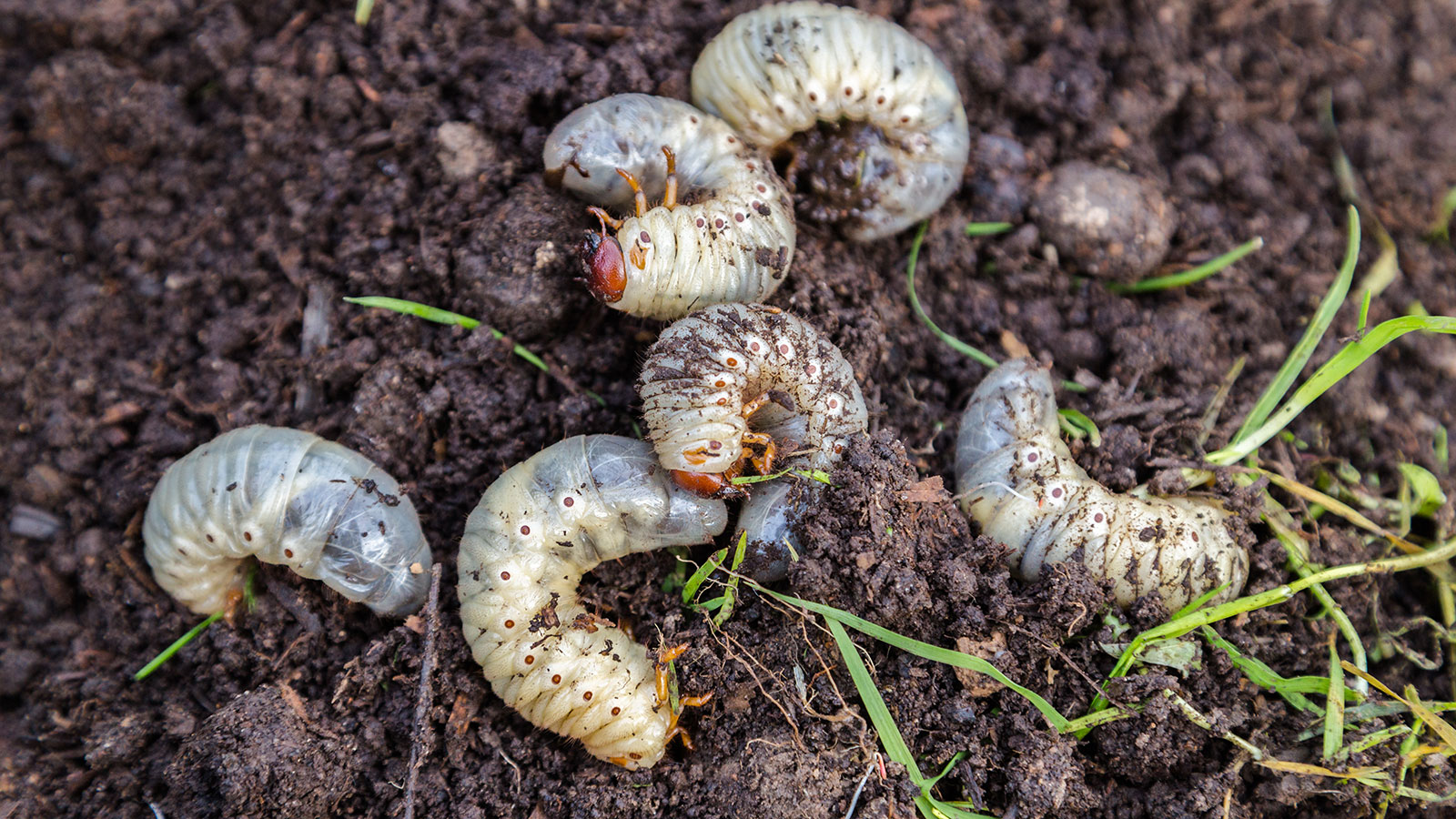 group of lawn grubs, also known as chafer grubs, in the soil