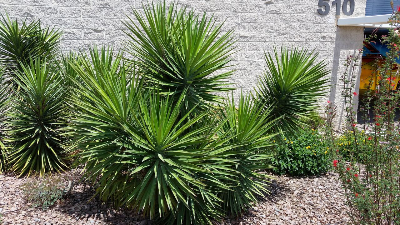 Several Green Curved Leaf Yucca Plants