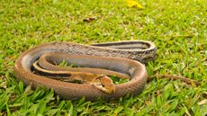 A snake on grass