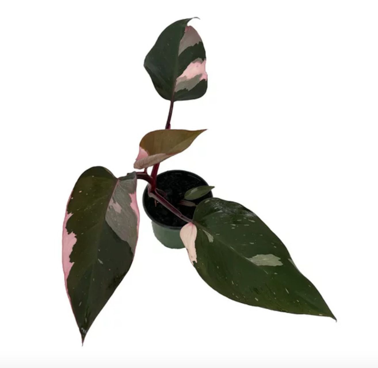 Philodendron putri merah muda yang langka