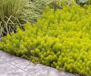 'Angelina' sedum ground cover