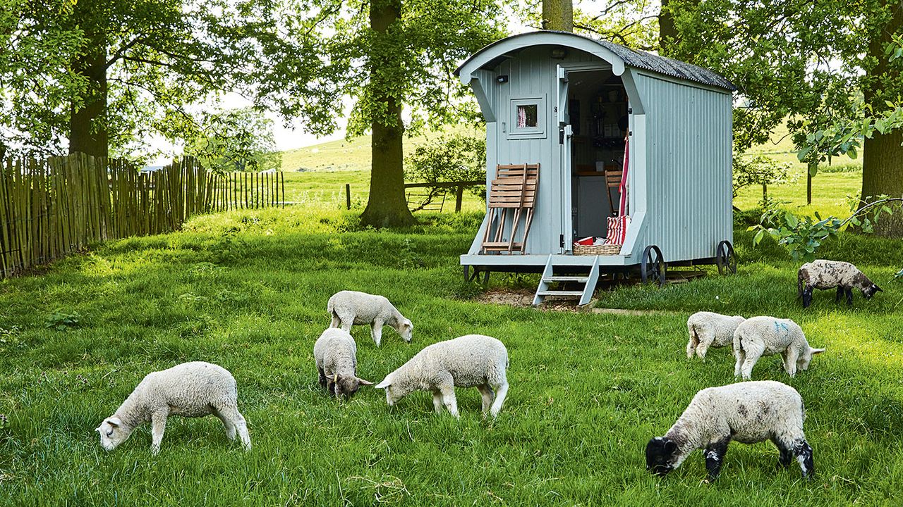 backyard farming with sheep by a shepherd&#039;s hut