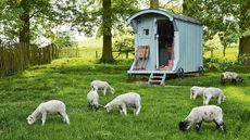 backyard farming with sheep by a shepherd's hut