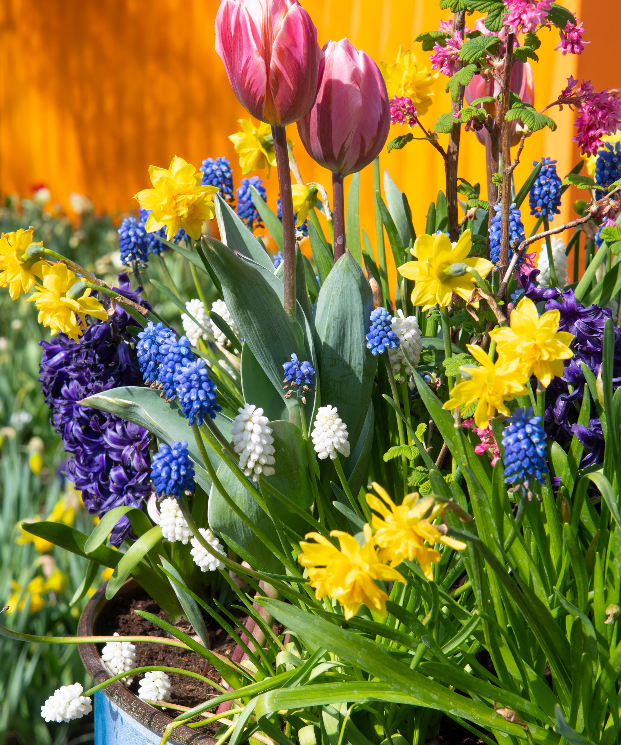 mixed bulbs in thriller filler spiller container