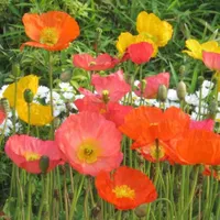 Papaver nudicaule seeds | £3.49 at Primrose