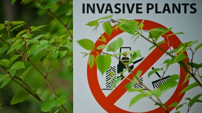 Japanese knotweed around invasive plant sign