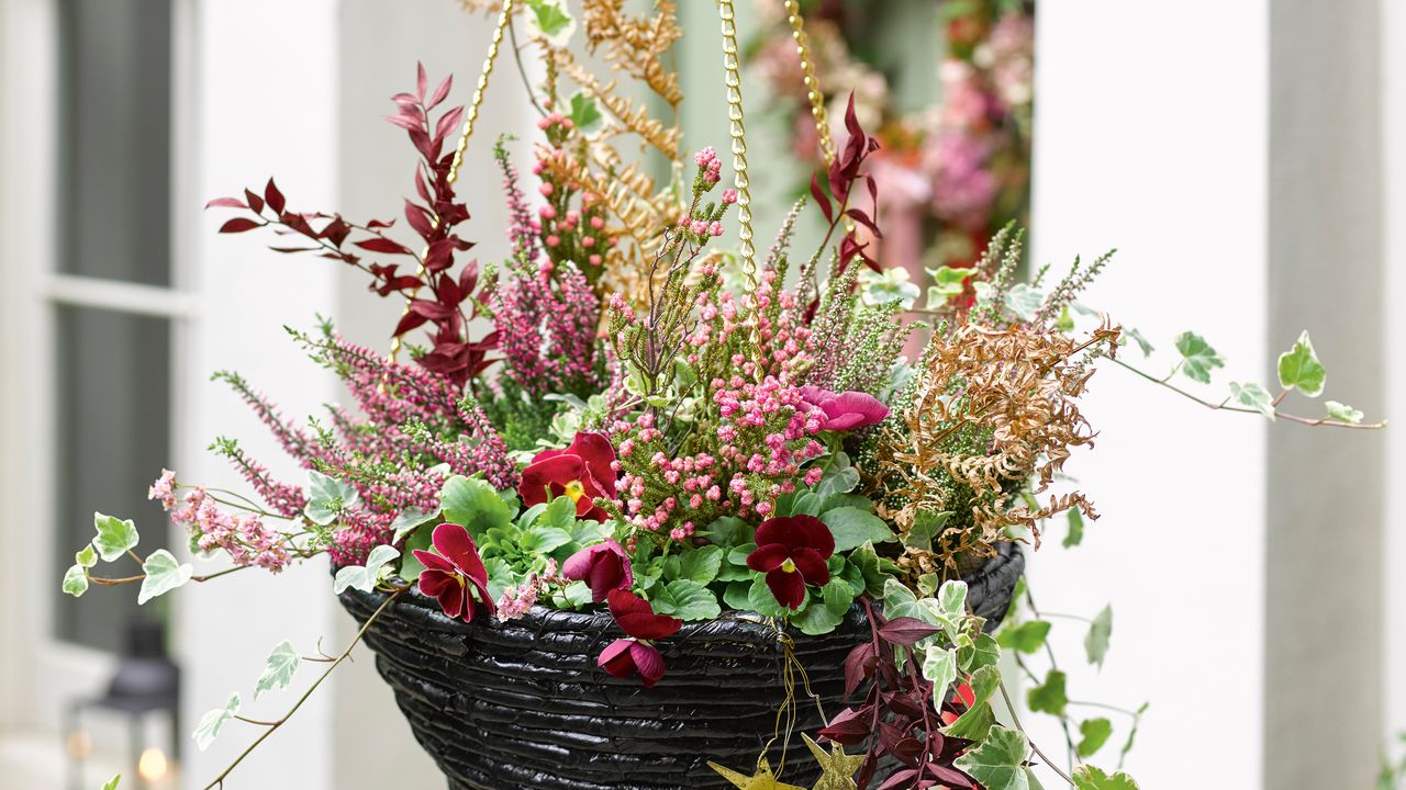 Christmas hanging basket with heather, ivy, pansies and decorations