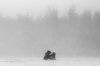 two bears playing in the water