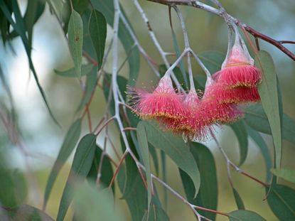 gum tree eucalyptus flowers