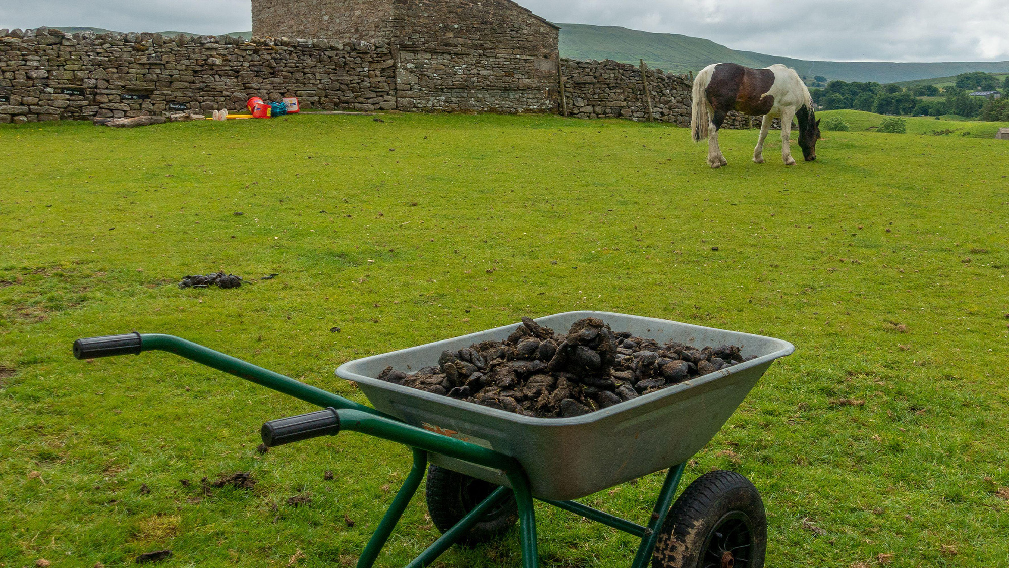 Horse poo in wheelbarrow with horse in background