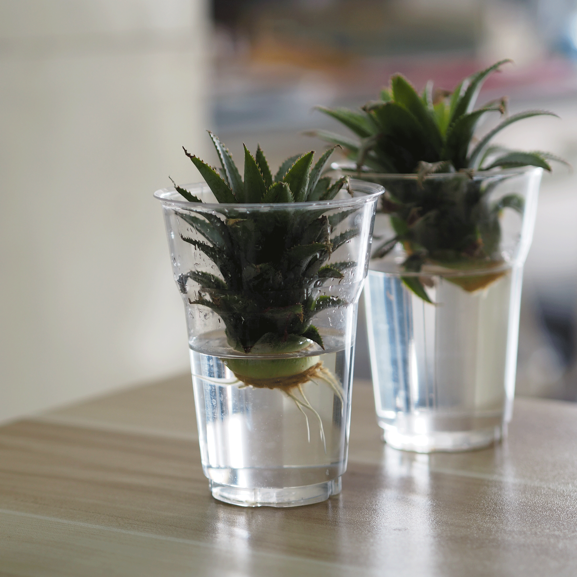 Two glasses of water with pineapple tops