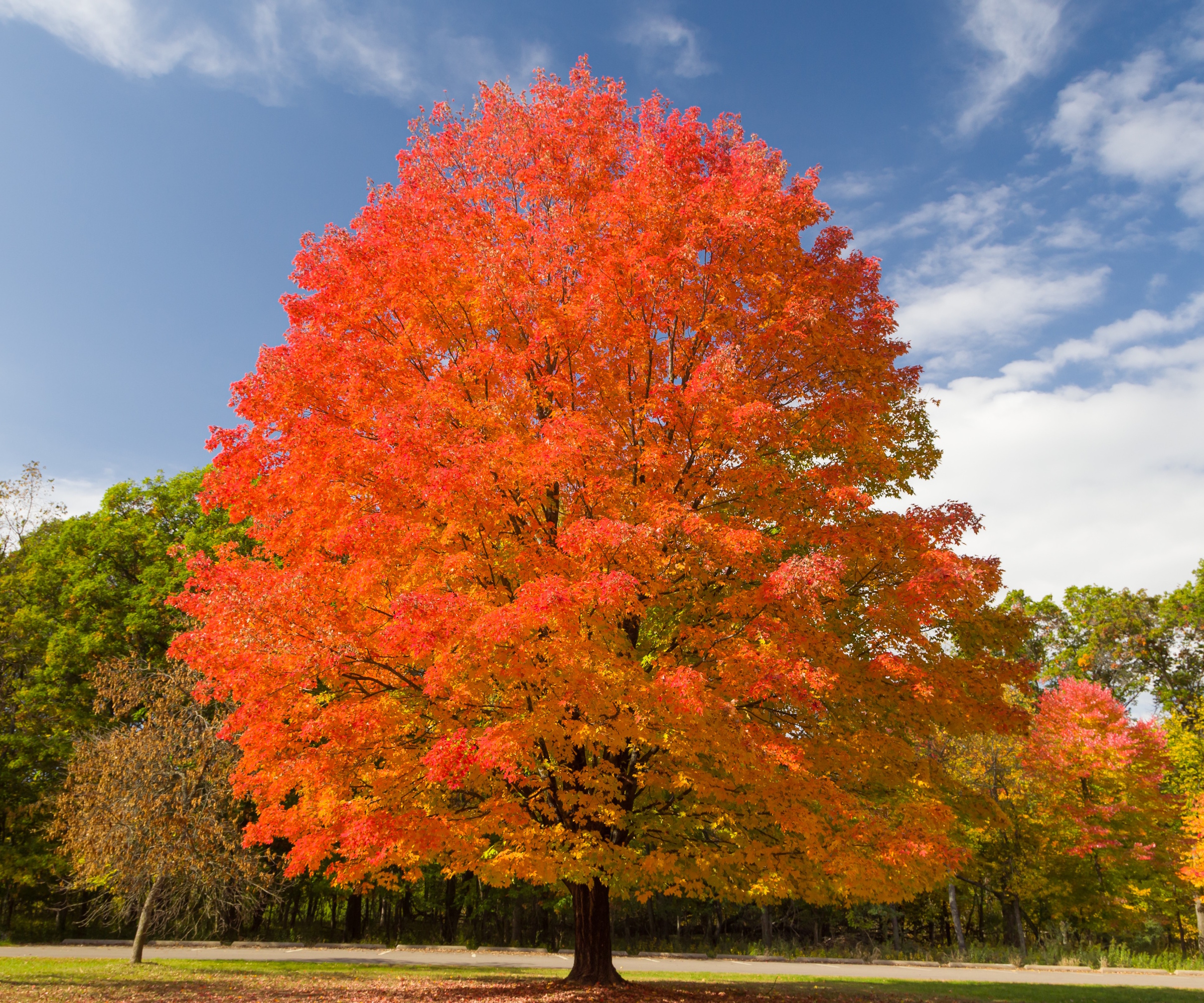 Sugar maple, or Acer saccharum, during fall, with red and yellow leaves