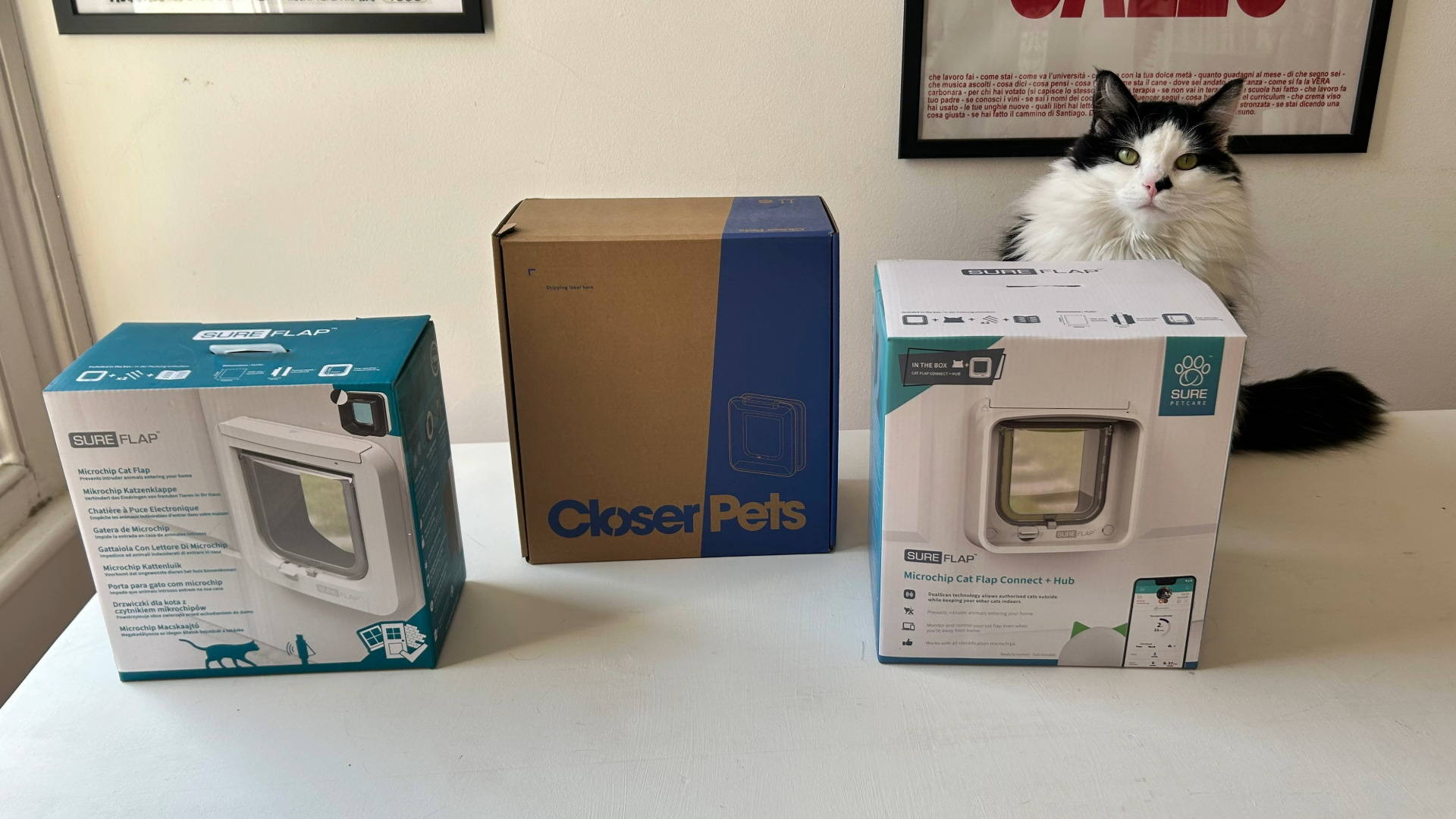 Megan's cat Tofu sitting next to three of the best microchip cat flap boxes on a table