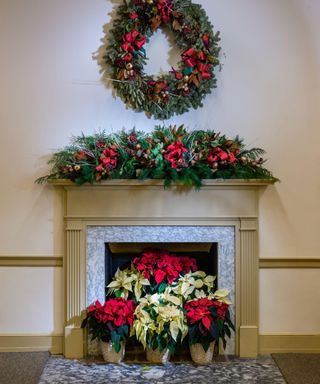 Christmas display of poinsettia plants in a fireplace