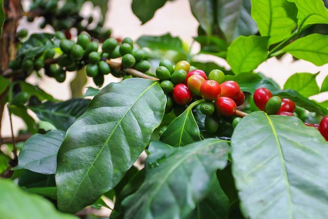 Unripe coffee berries still on the branch.