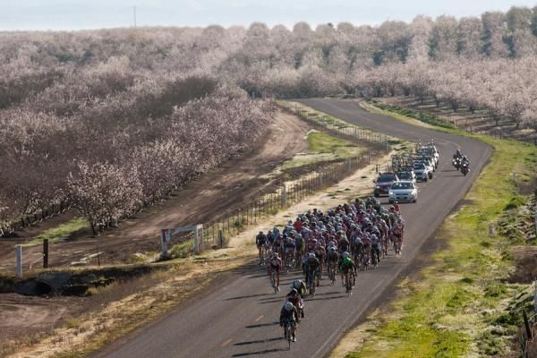Almond orchards in full blossom surround the men's field as they begin their 120-mile race.