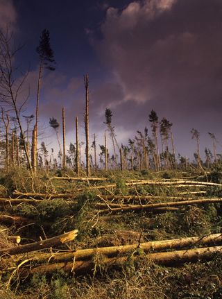 Forest of pines virtually destroyed overnight by a violent autumn storm in 1987. Image shot 1987. Exact date unknown.