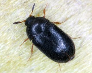 black carpet beetle