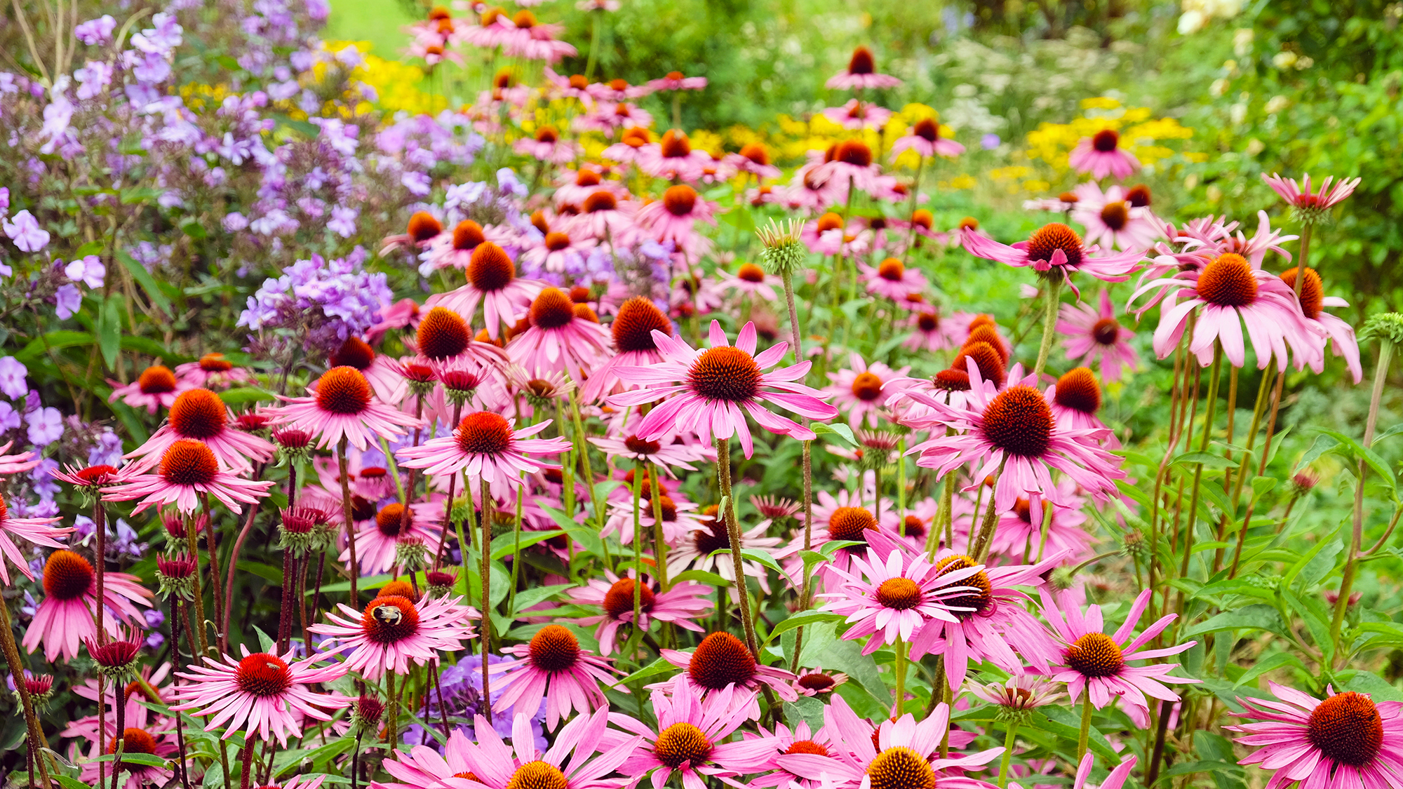 Pink Echinacea purpurea coneflower 'Rubinstern' in flower