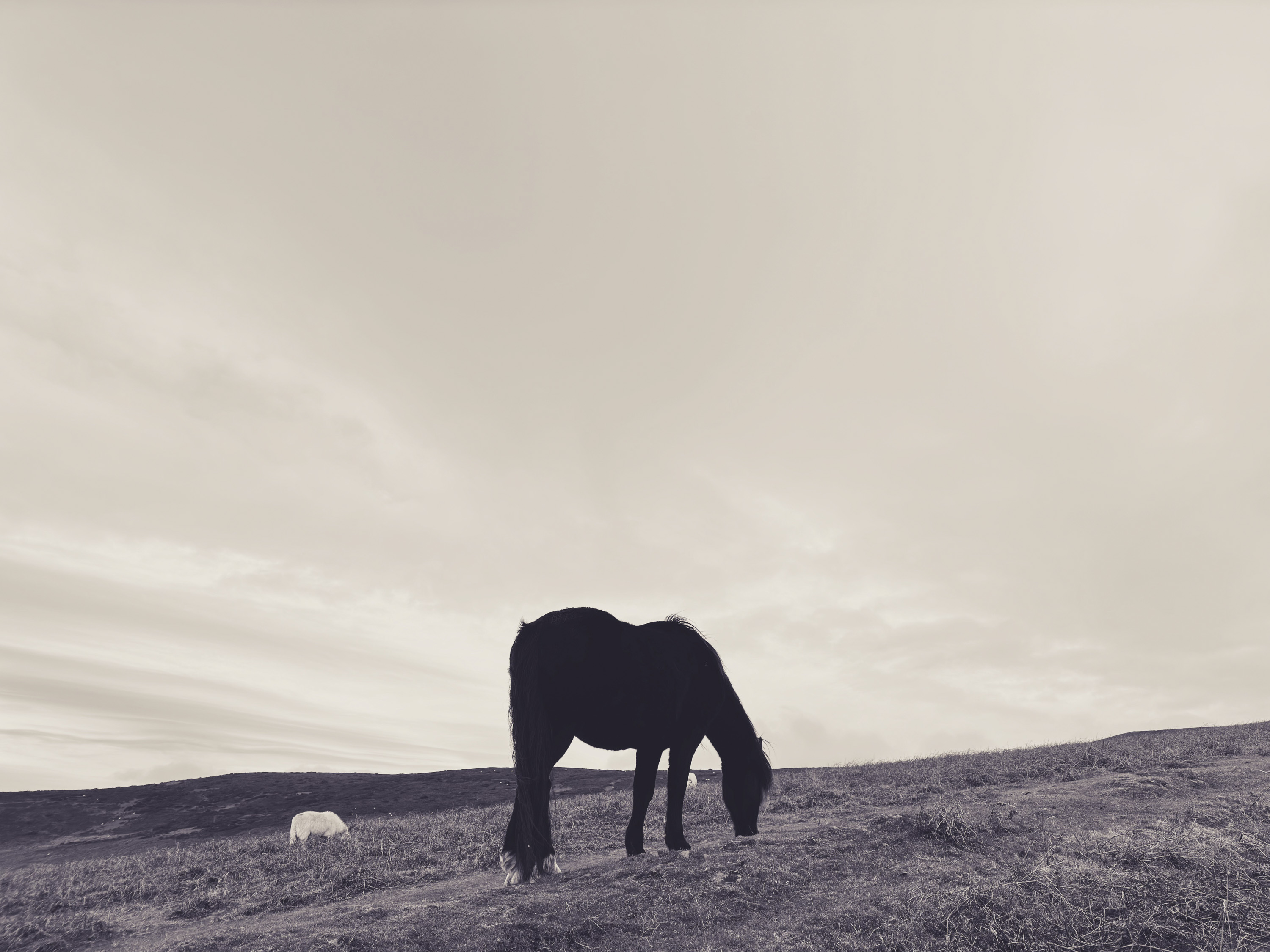 Photo of a lone horse, taken using the iPhone 15 Pro Max with Fjorden grip