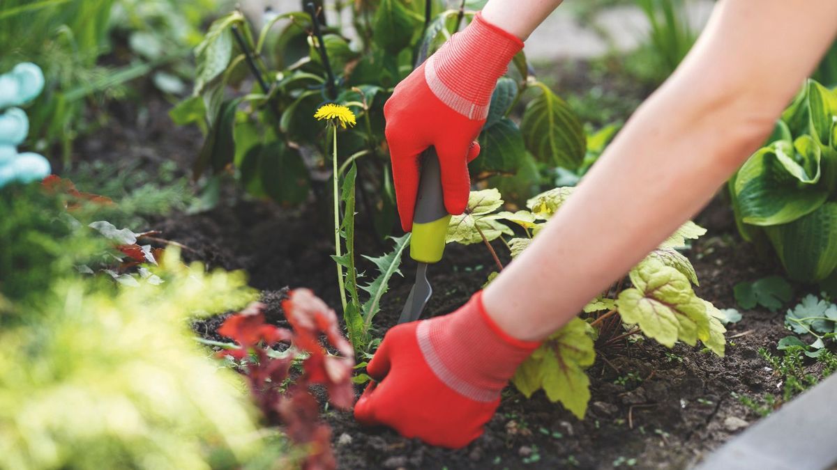 Does vodka kill weeds? Try this household hack for weed removal