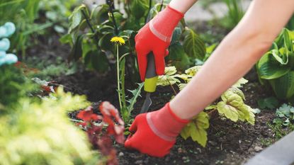 Photo of gloved woman hand holding weed and tool removing it from soil