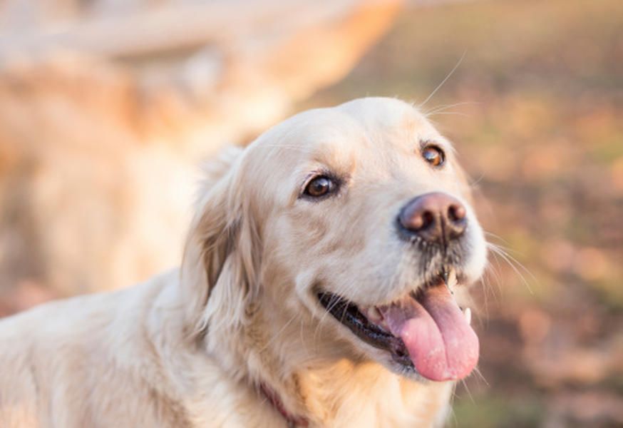 Studies find that dogs sniff out cancer with incredible accuracy