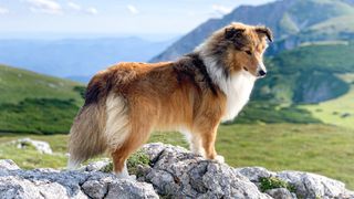 Shetland Sheepdog