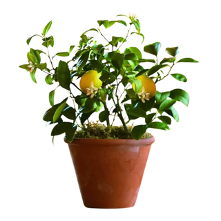 A live Meyer lemon tree in a planter from Amazon