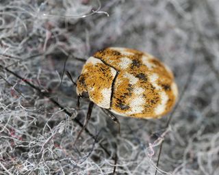A brown, black and white carpet beetle up close