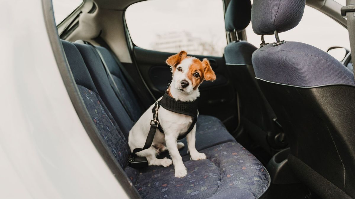 Dog car safety tips and travel advice direct from a vet