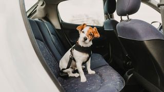 terrier in a back seat wearing a dog seat belt