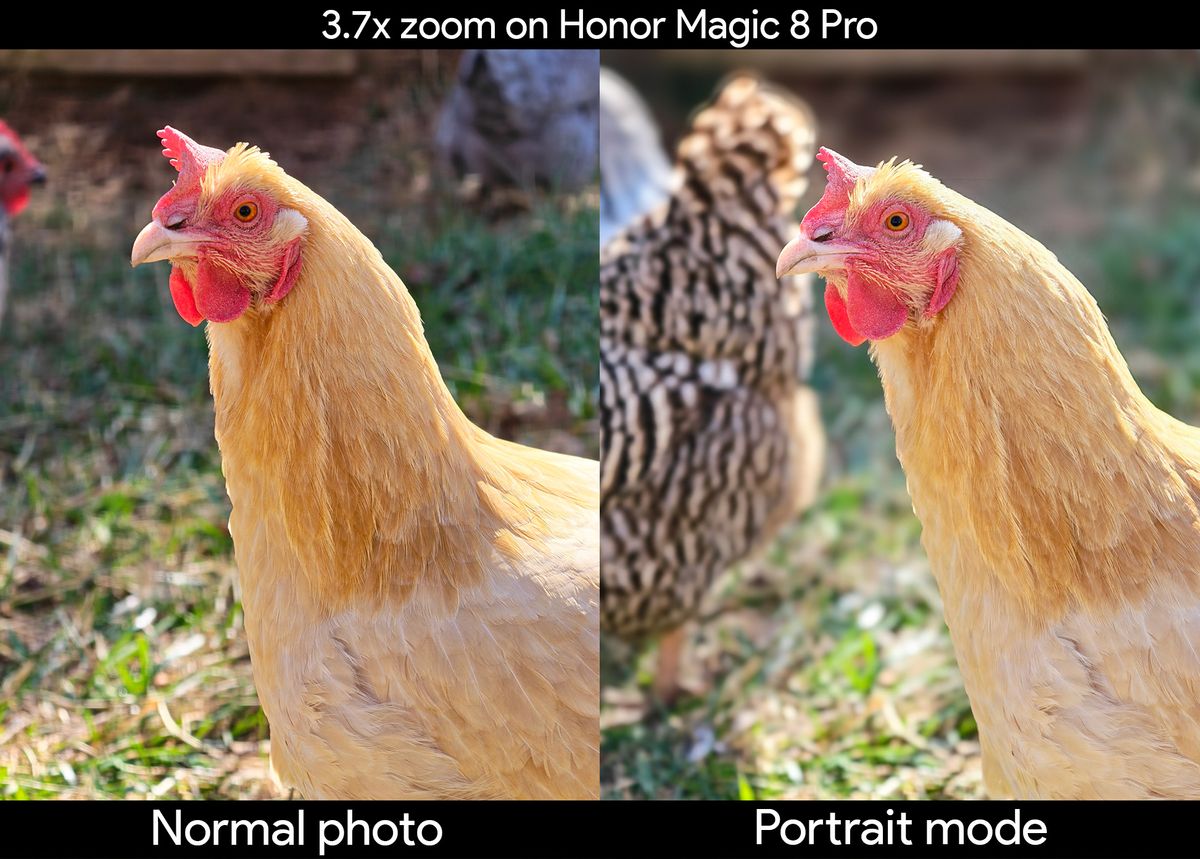Comparing a 3.7x zoom shot from the Honor Magic 8 Pro taken in normal and in portrait modes