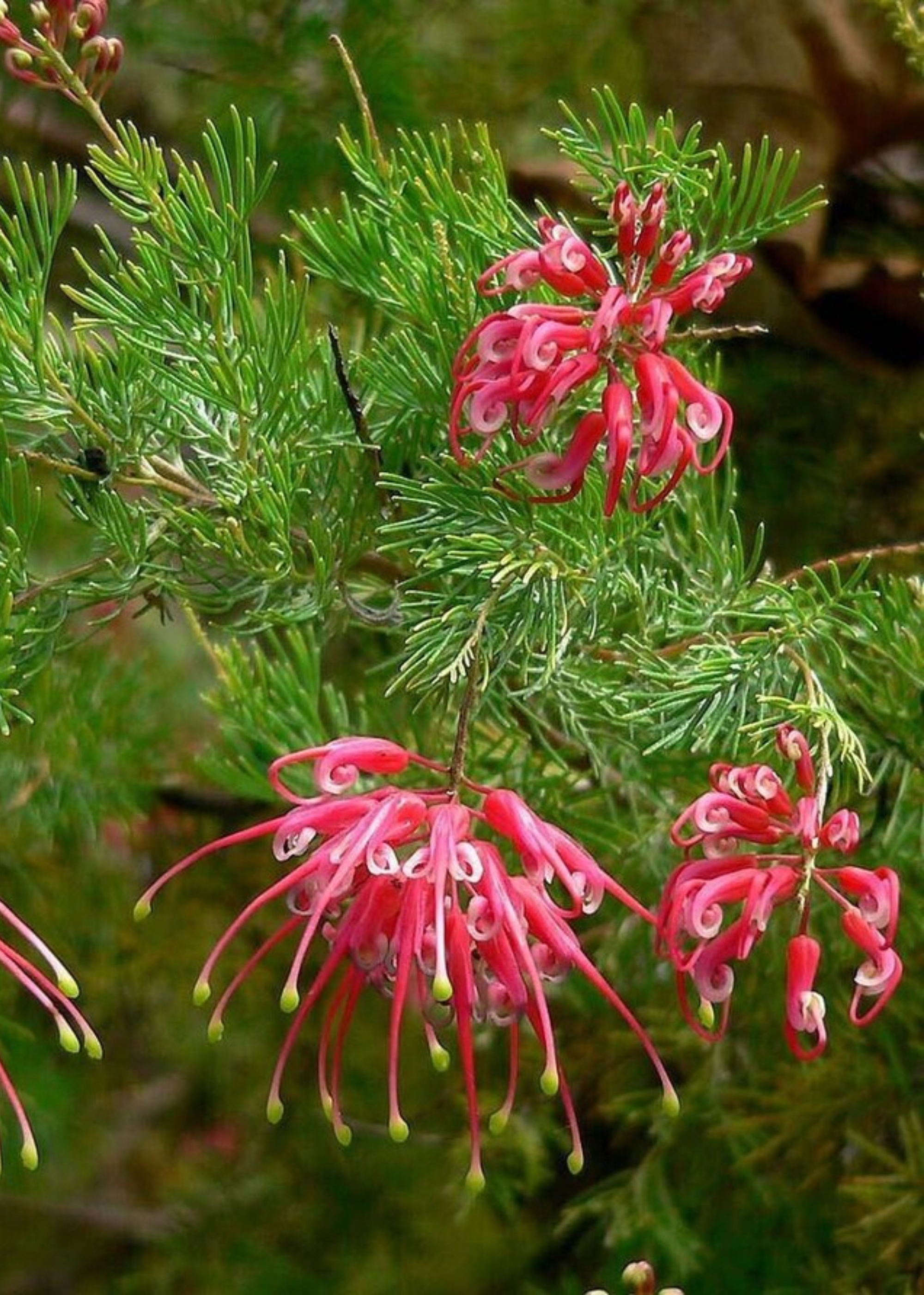A pink spider flower plant close up