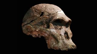 "Mrs. Ples" (Sts 5), discovered at Sterkfontein, South Africa in 1947, now shown to be contemporaneous with Lucy’s species in East Africa.
