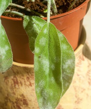 powdery mildew on sage leaf