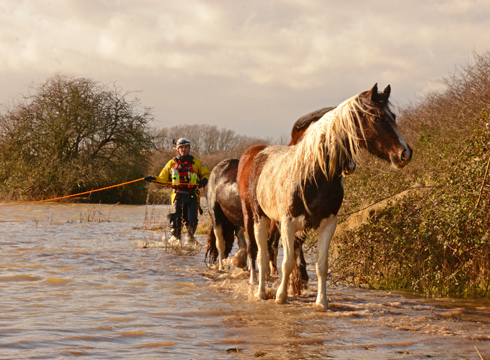 Chelmer-Horses.jpg