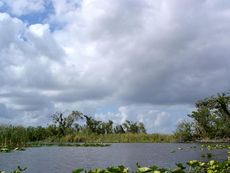 everglades-album-1-101118
