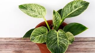 Philodendron (Philodendron spp.) against a white wall