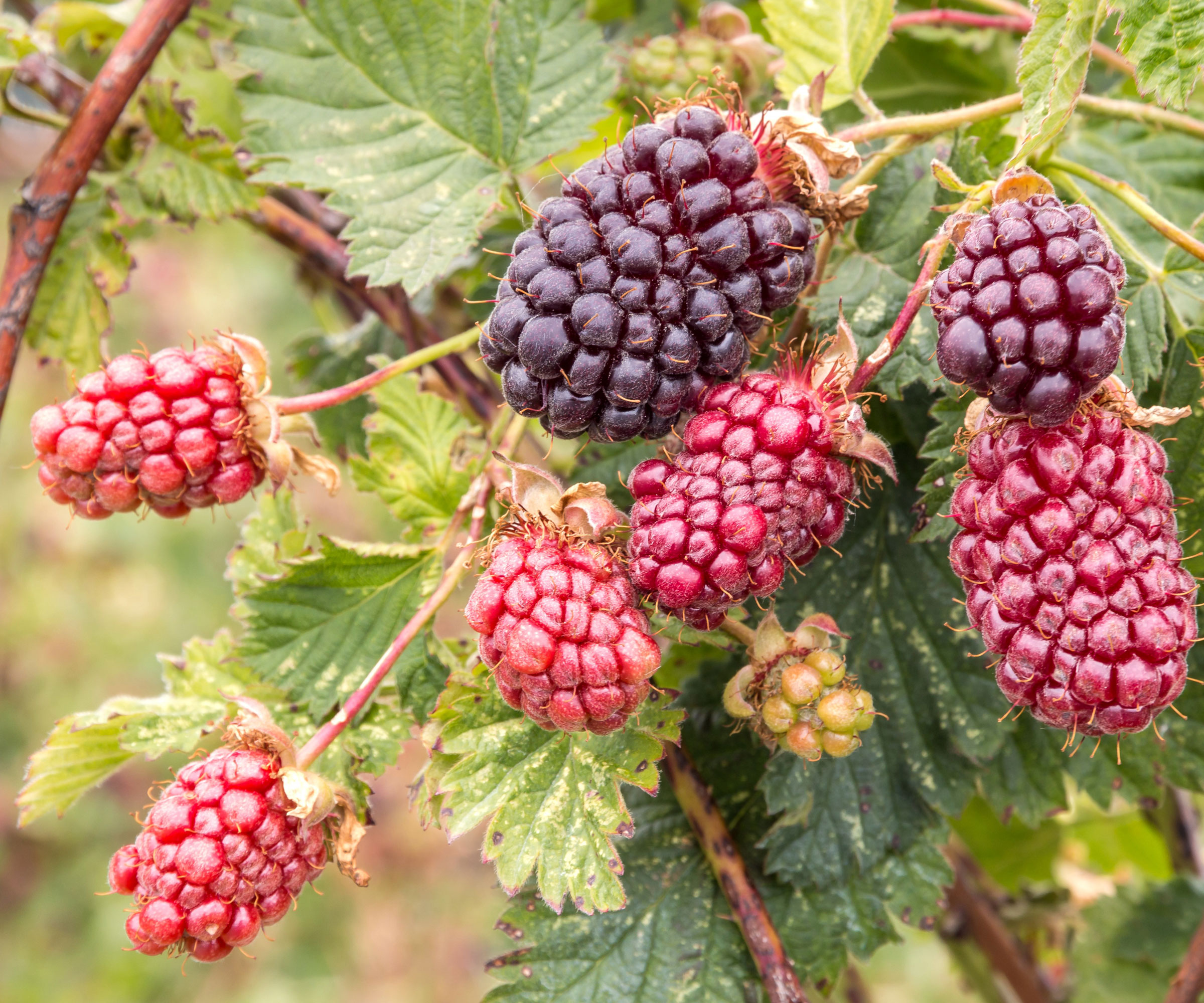 boysenberry plant with red and black fruits