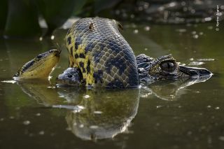 Winning image from the 60th Wildlife Photographer of the Year competition