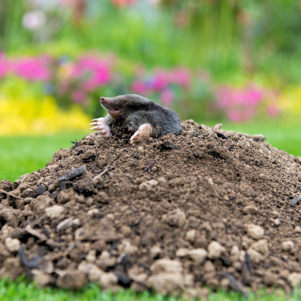 how do i get rid of moles in my yard with dogs