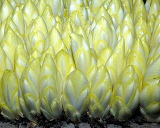 Witloof chicory chicons at harvest after forcing in December