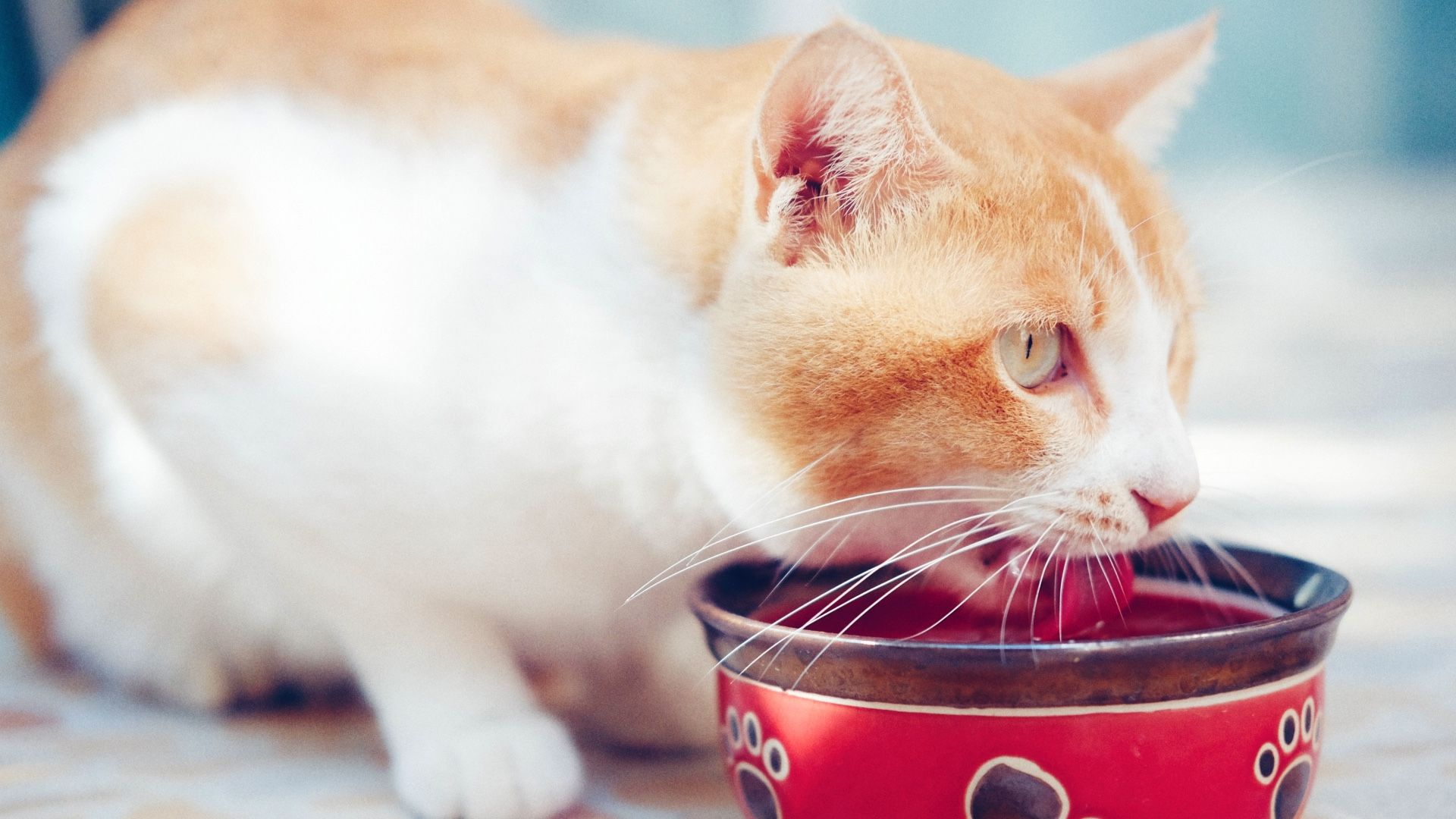 How to stop a cat from spilling their water bowl and why they do it
