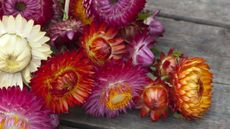 Strawflowers on wooden bench